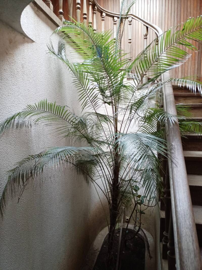 Syagrus weddelliana leaf