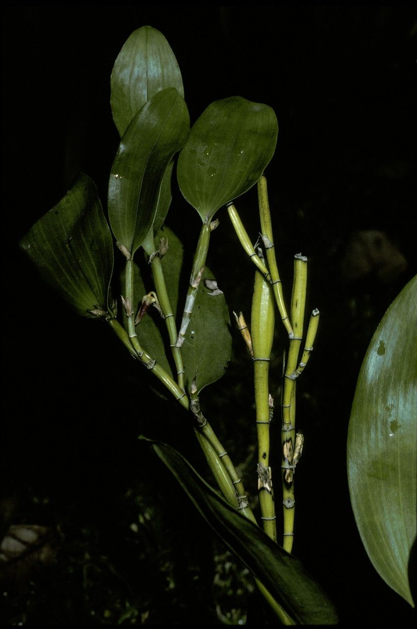 Dendrobium comatum — houseplant care guide