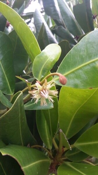 Mimusops coriacea flower