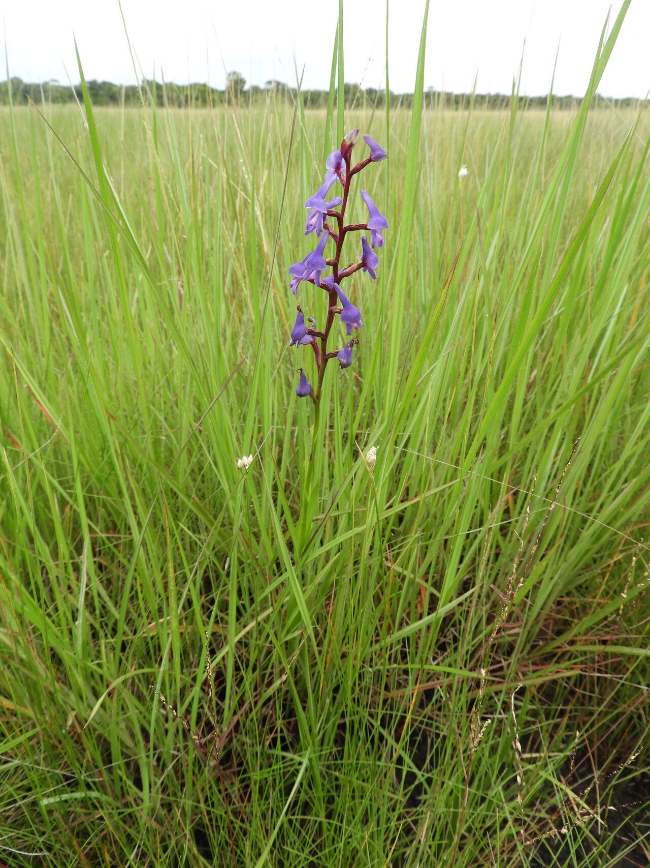 Disa equestris habit