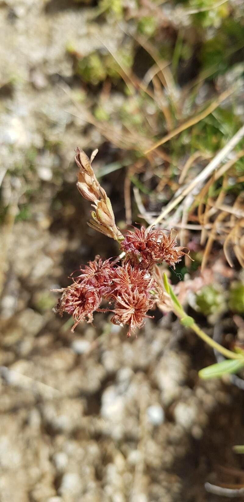 Sempervivum montanum fruit