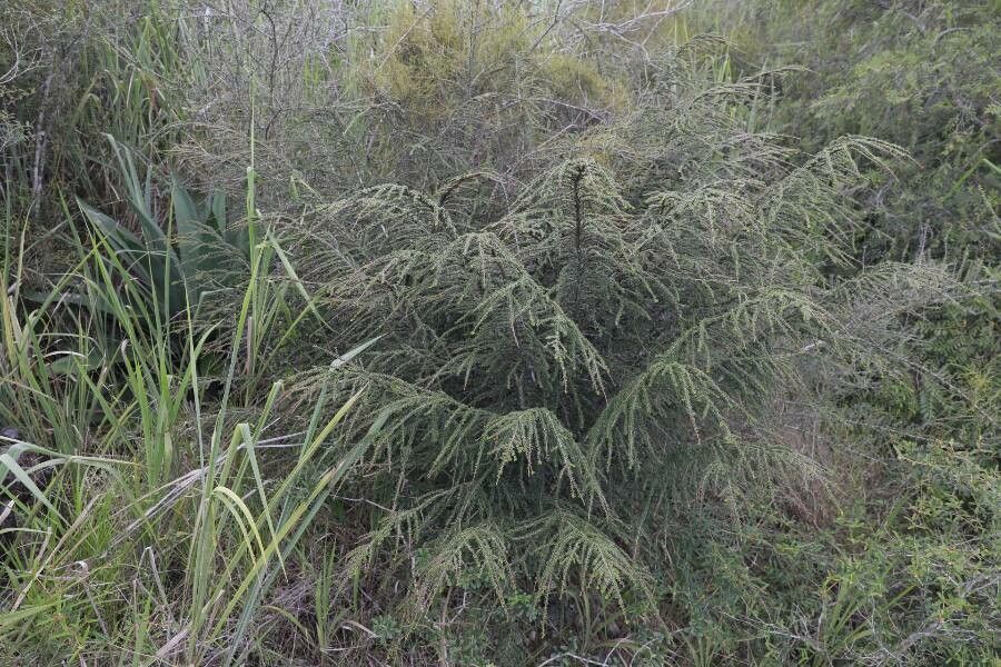Erythroxylum minutifolium habit
