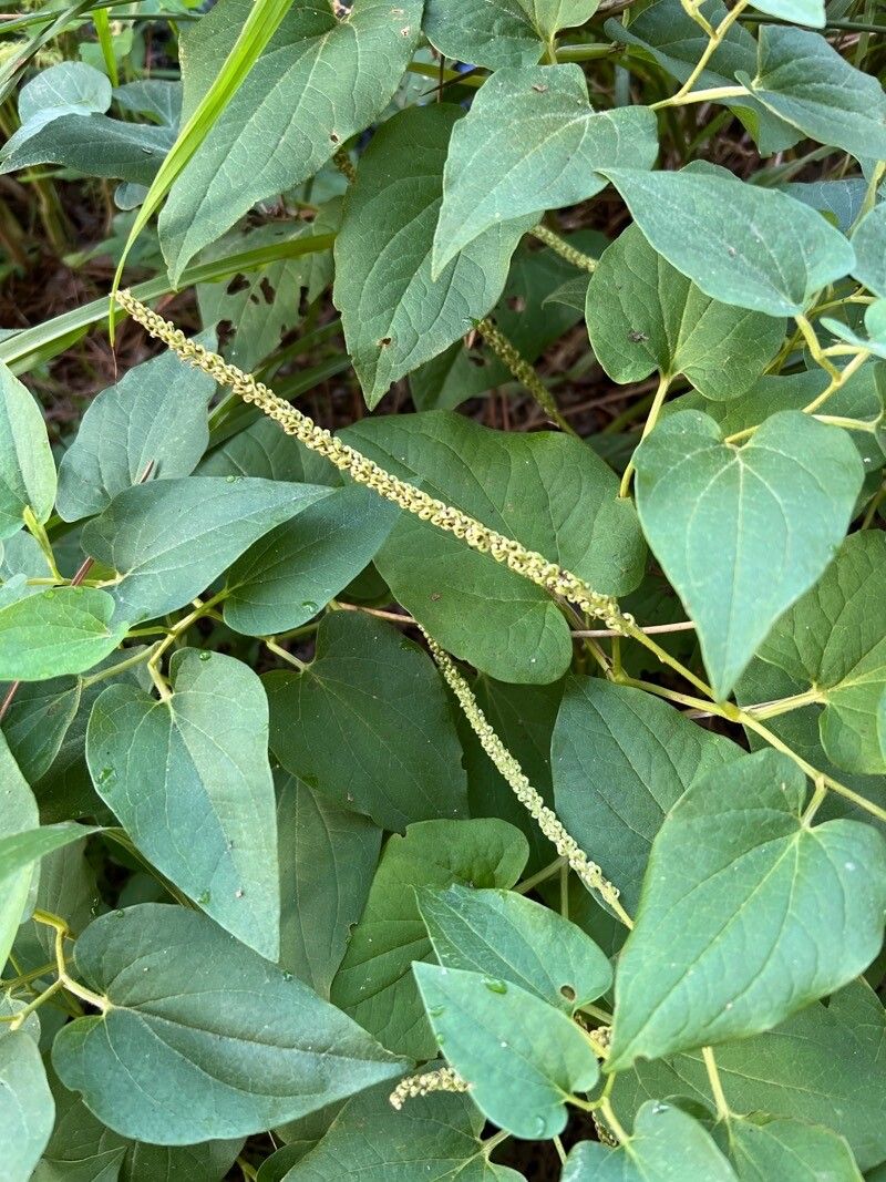 Saururus cernuus leaf