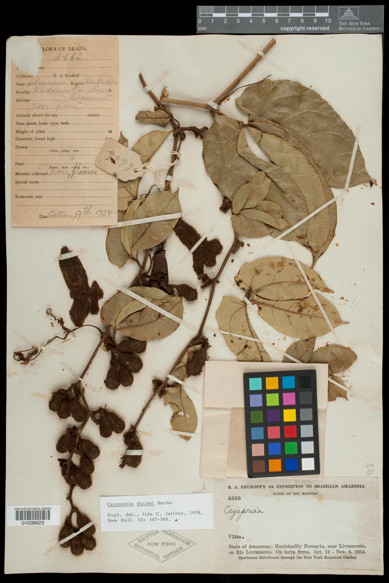 Cayaponia duckei fruit