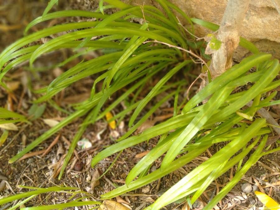 Carex ovalis — search result for 'Scoparia'