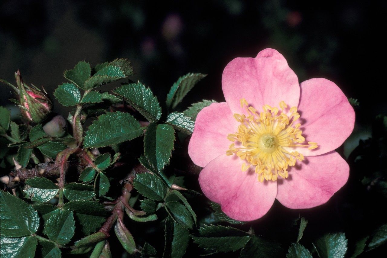 Rosa serafinii — houseplant care guide