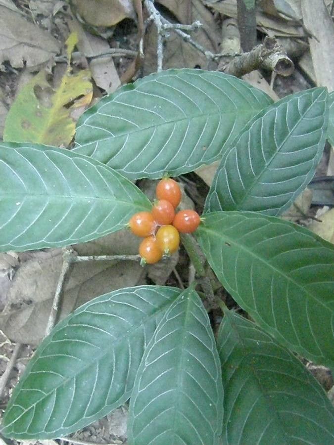 Coffea abbayesii fruit
