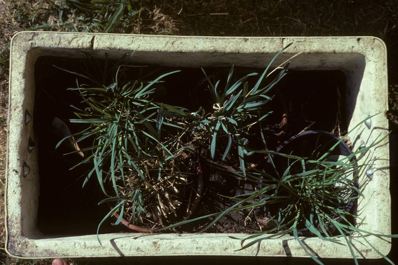 Poa occidentalis habit