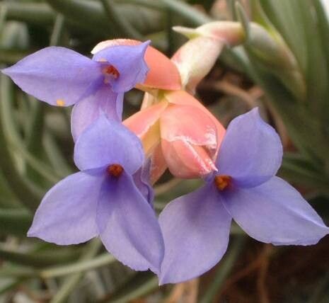 Tillandsia polzii — houseplant care guide