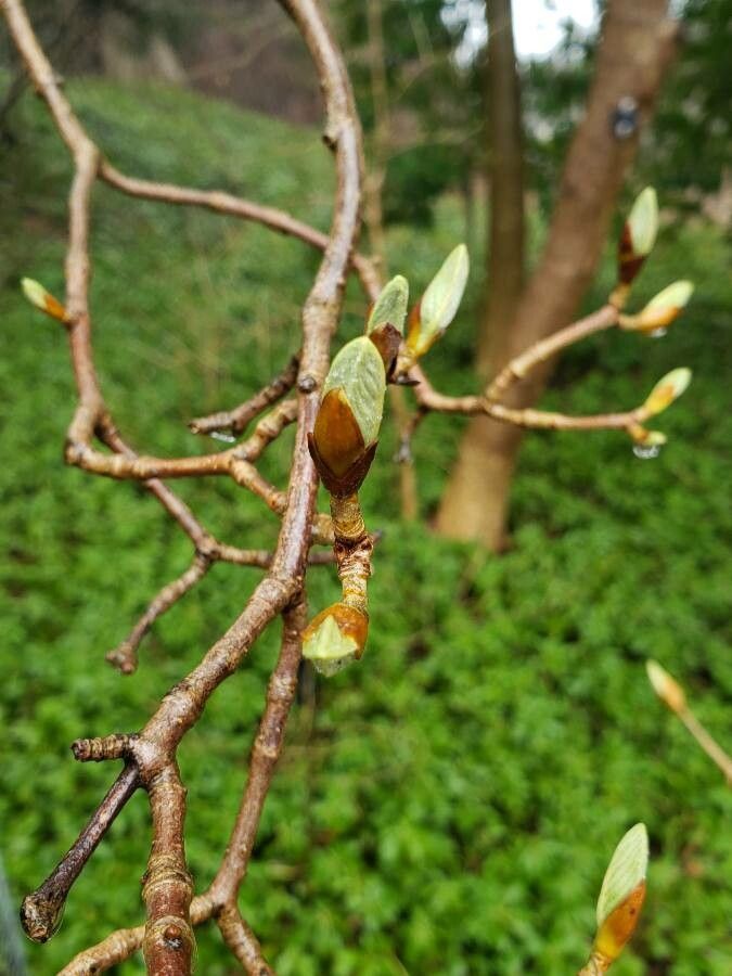 Viburnum sieboldii flower