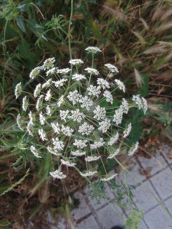 Laserpitium siler flower