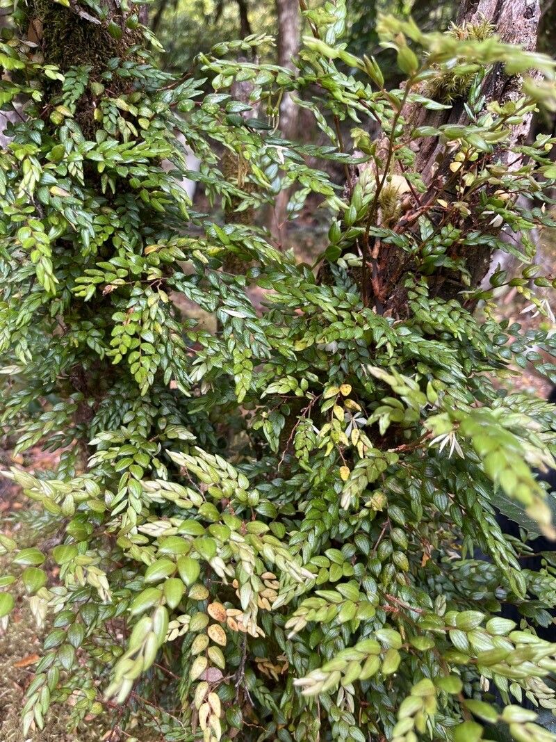 Luzuriaga polyphylla — related species from the same genus