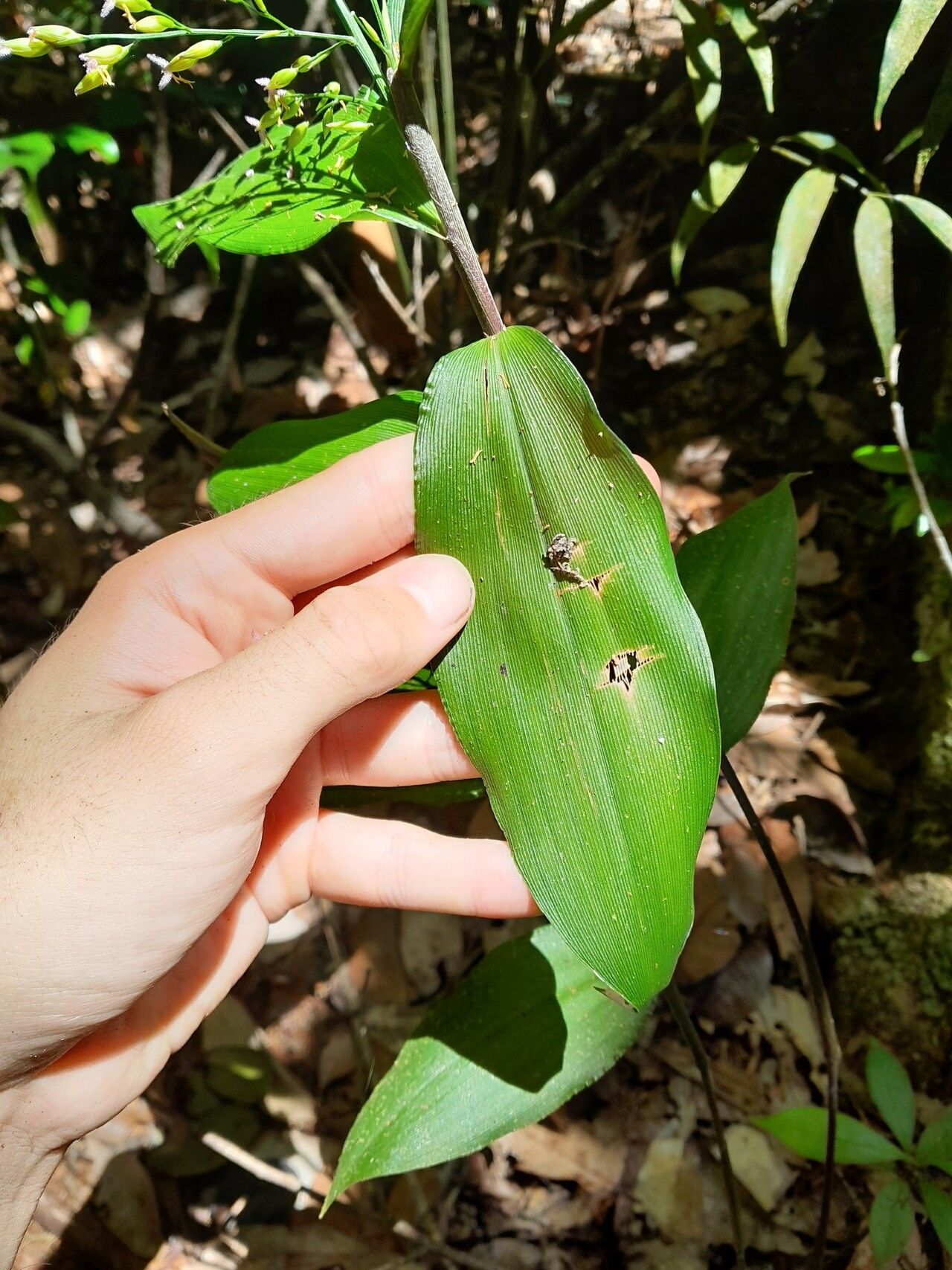 Ichnanthus panicoides leaf