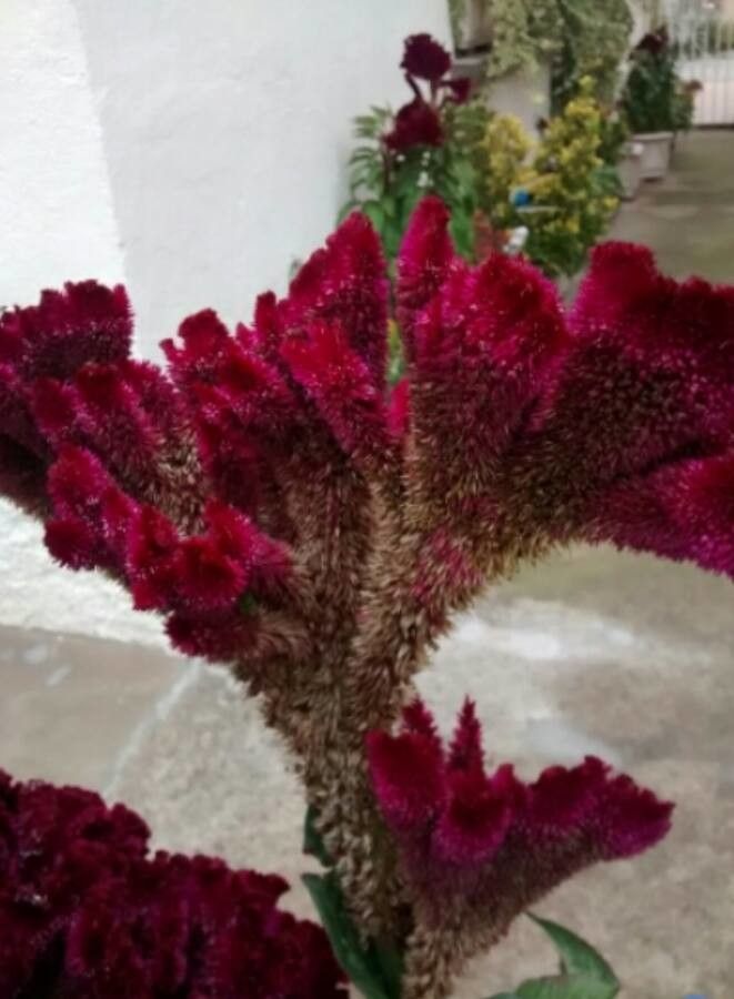 Celosia cristata flower