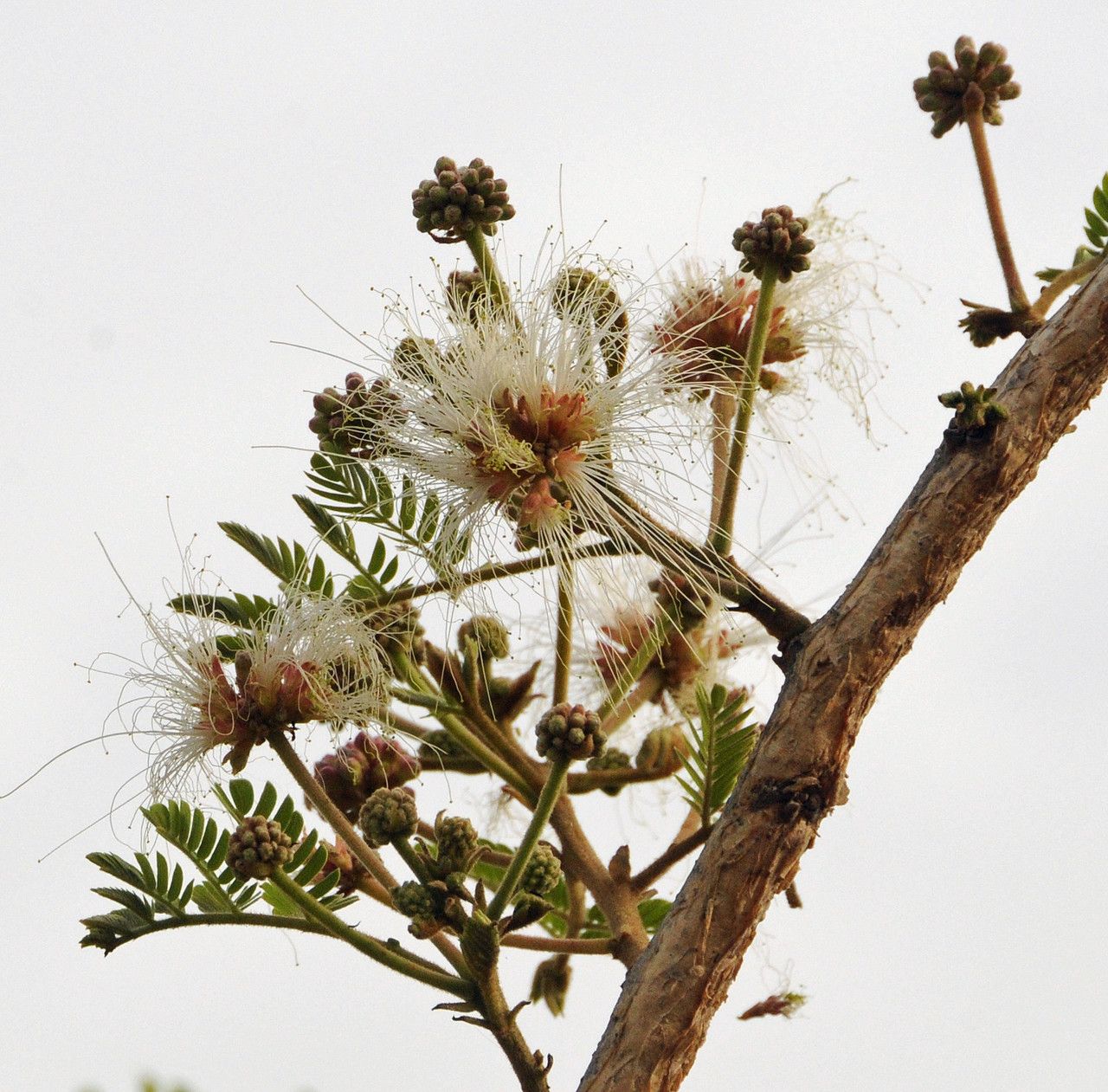 Albizia chevalieri habit