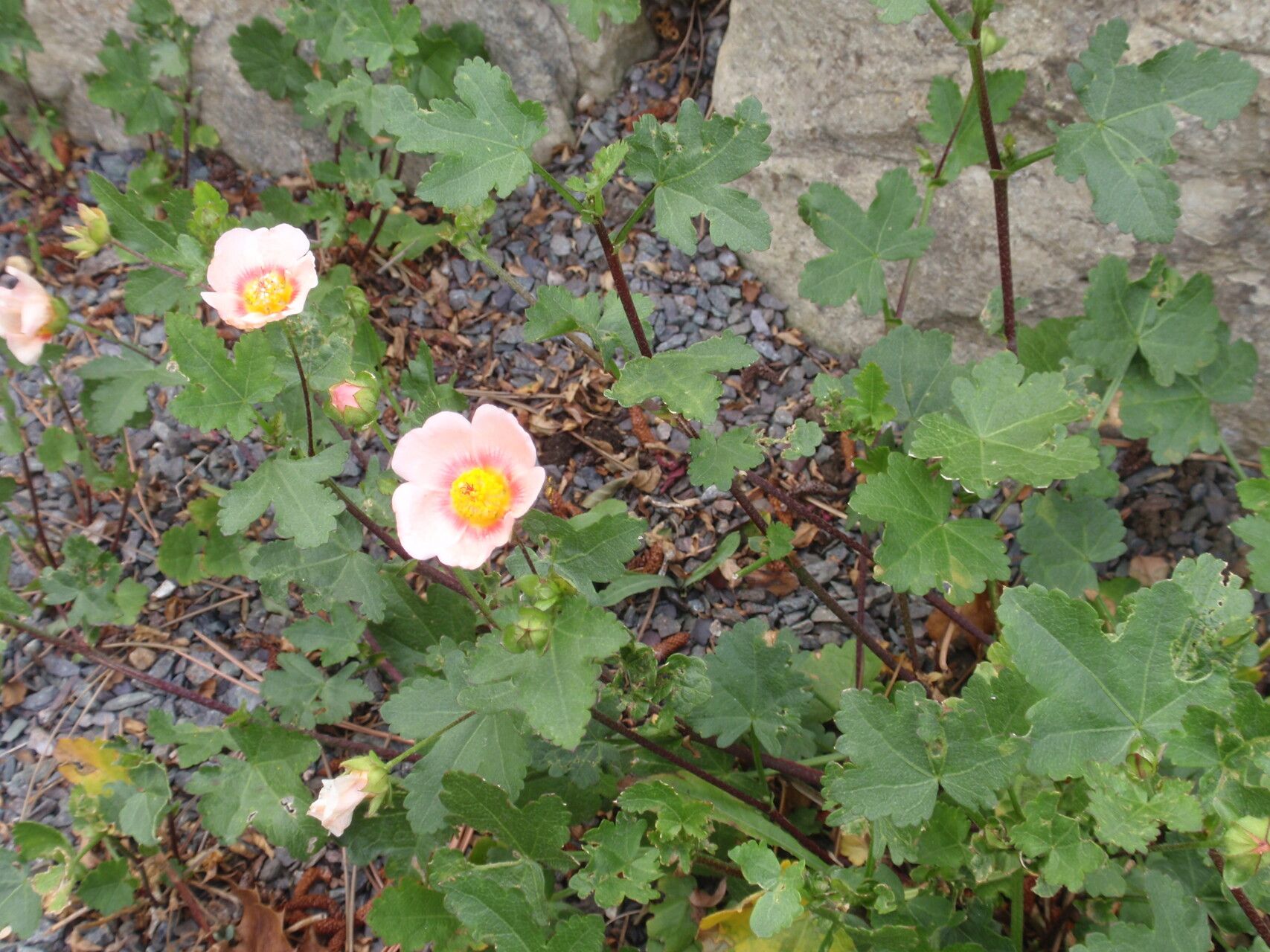 Modiolastrum lateritium habit