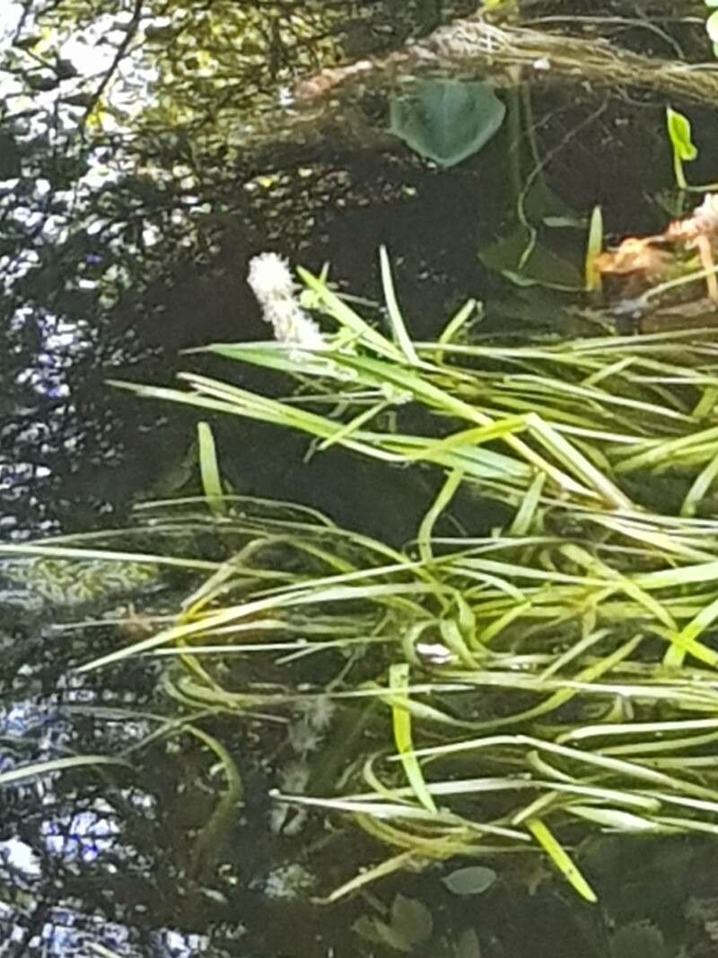 Sparganium natans leaf