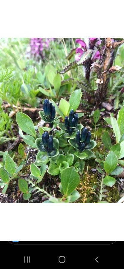 Gentiana glauca — search result for 'Gentiana'