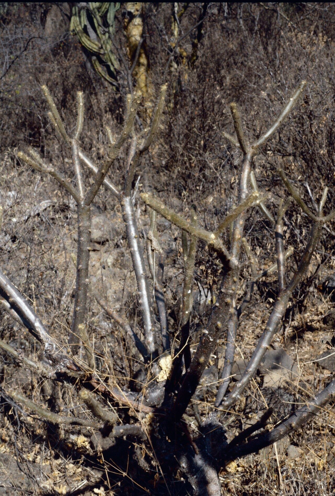 Cnidoscolus tehuacanensis — houseplant care guide