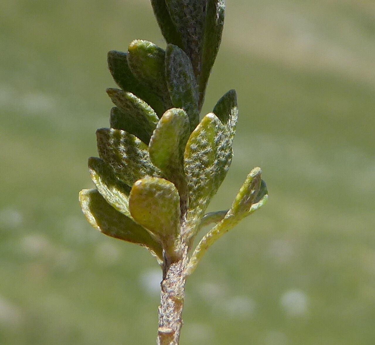 Alyssum cuneifolium — houseplant care guide