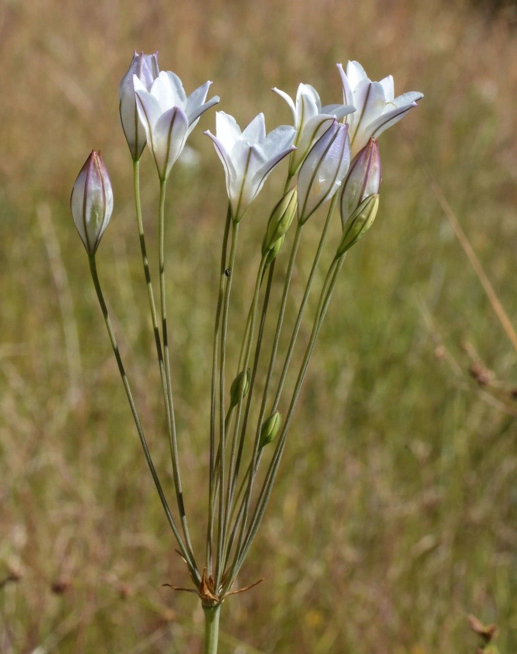 Triteleia peduncularis flower