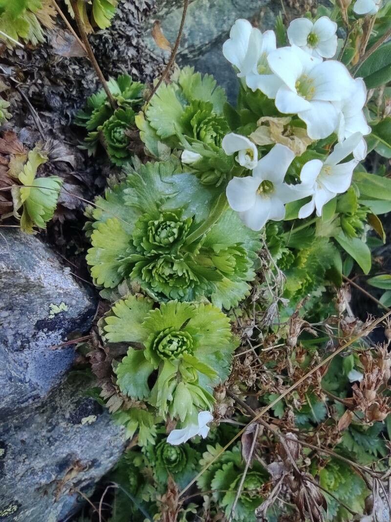 Saxifraga pedemontana leaf