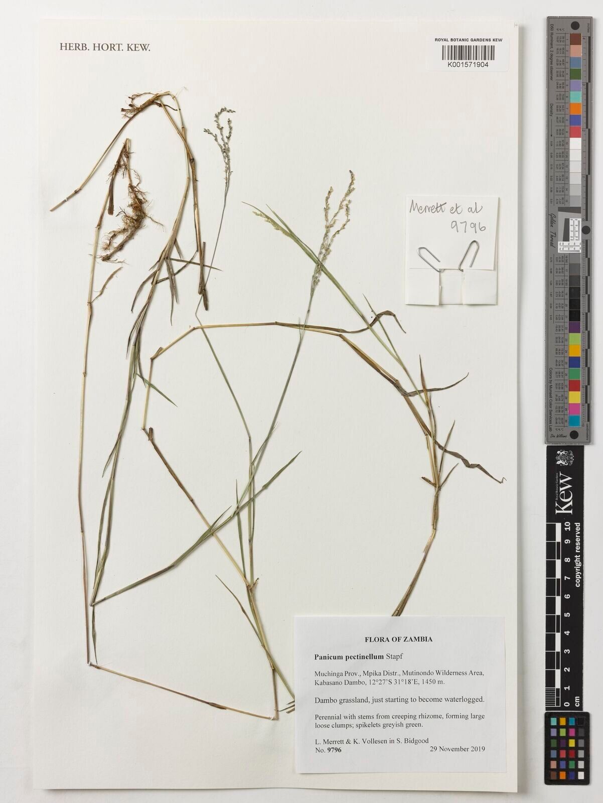 Adenochloa pectinella — houseplant care guide