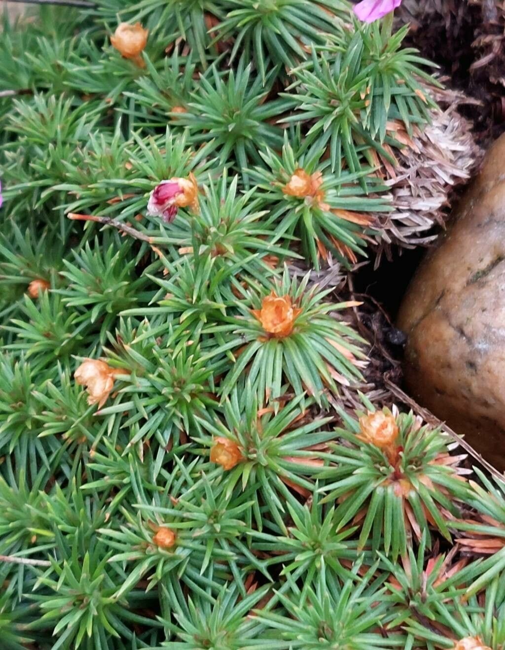 Armeria filicaulis leaf