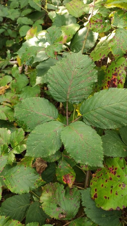 Rubus pyramidalis — houseplant care guide