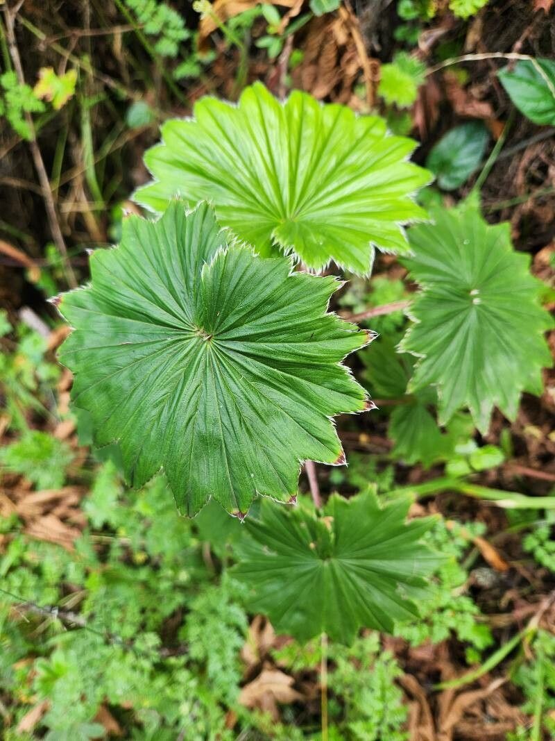 Alchemilla hagenia leaf