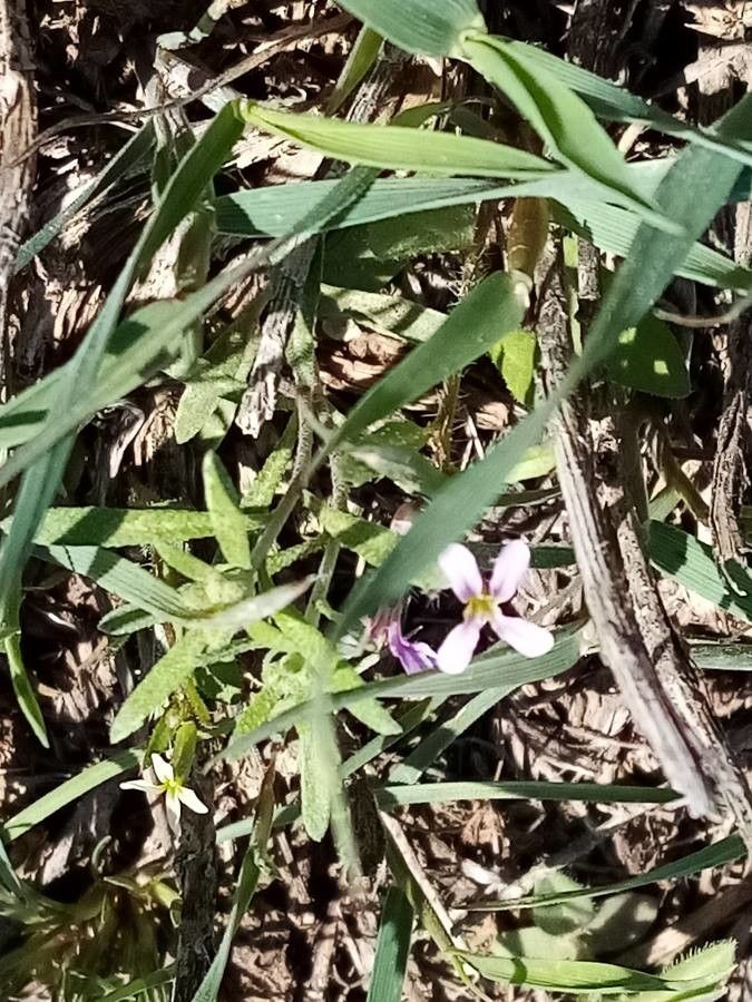 Chorispora tenella flower