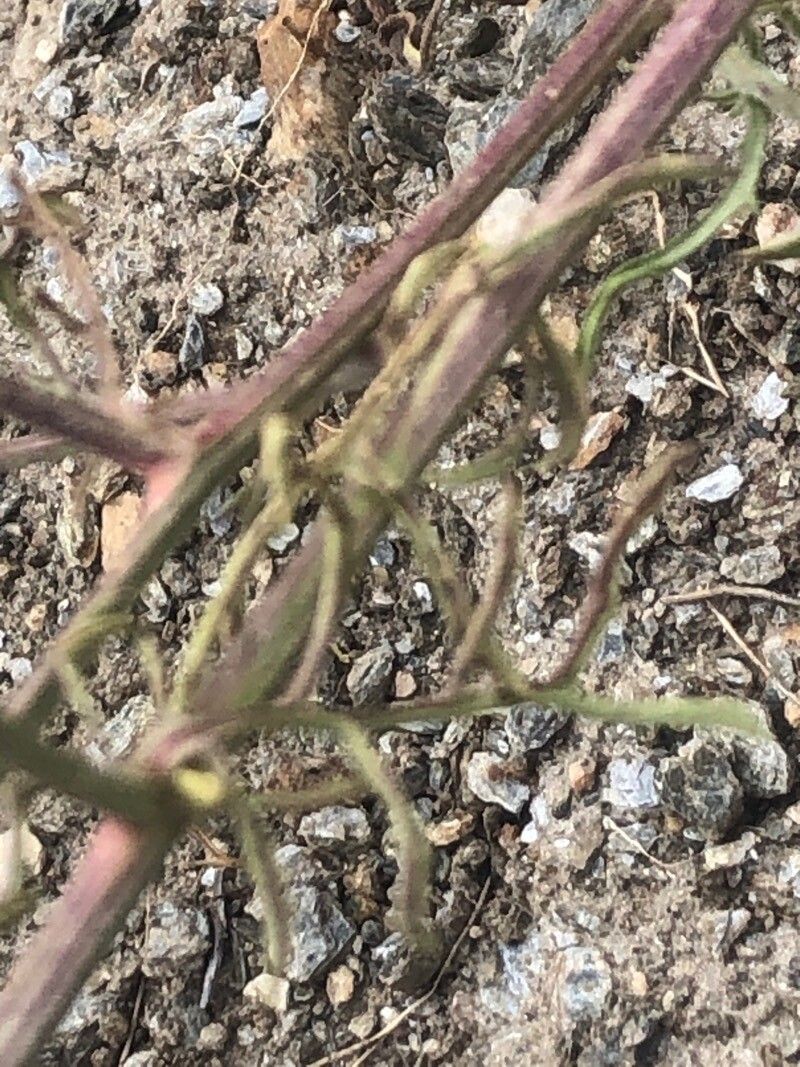 Centaurea alba — search result for 'Portugal'