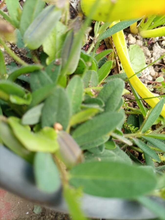 Crotalaria sagittalis leaf