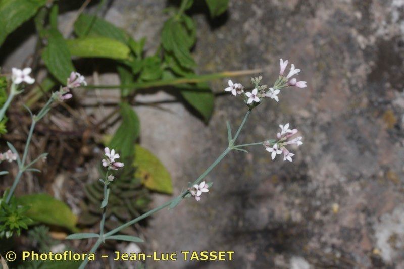 Asperula pyrenaica other