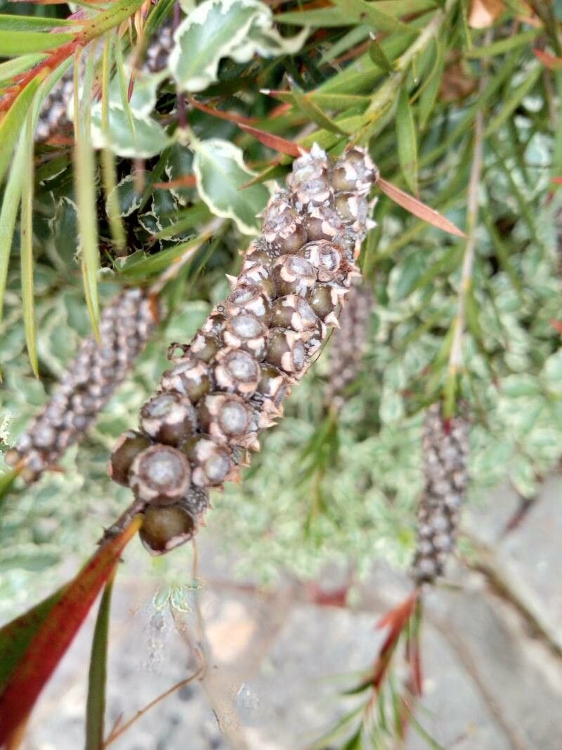 Callistemon coccineus fruit