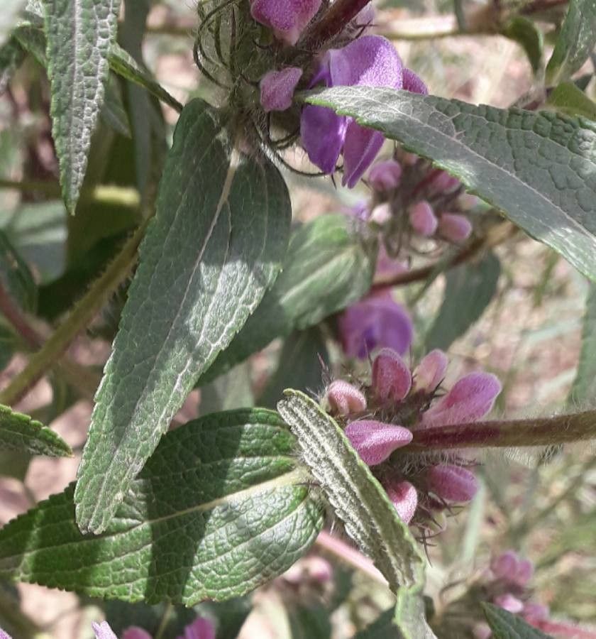 Phlomis herba-venti leaf