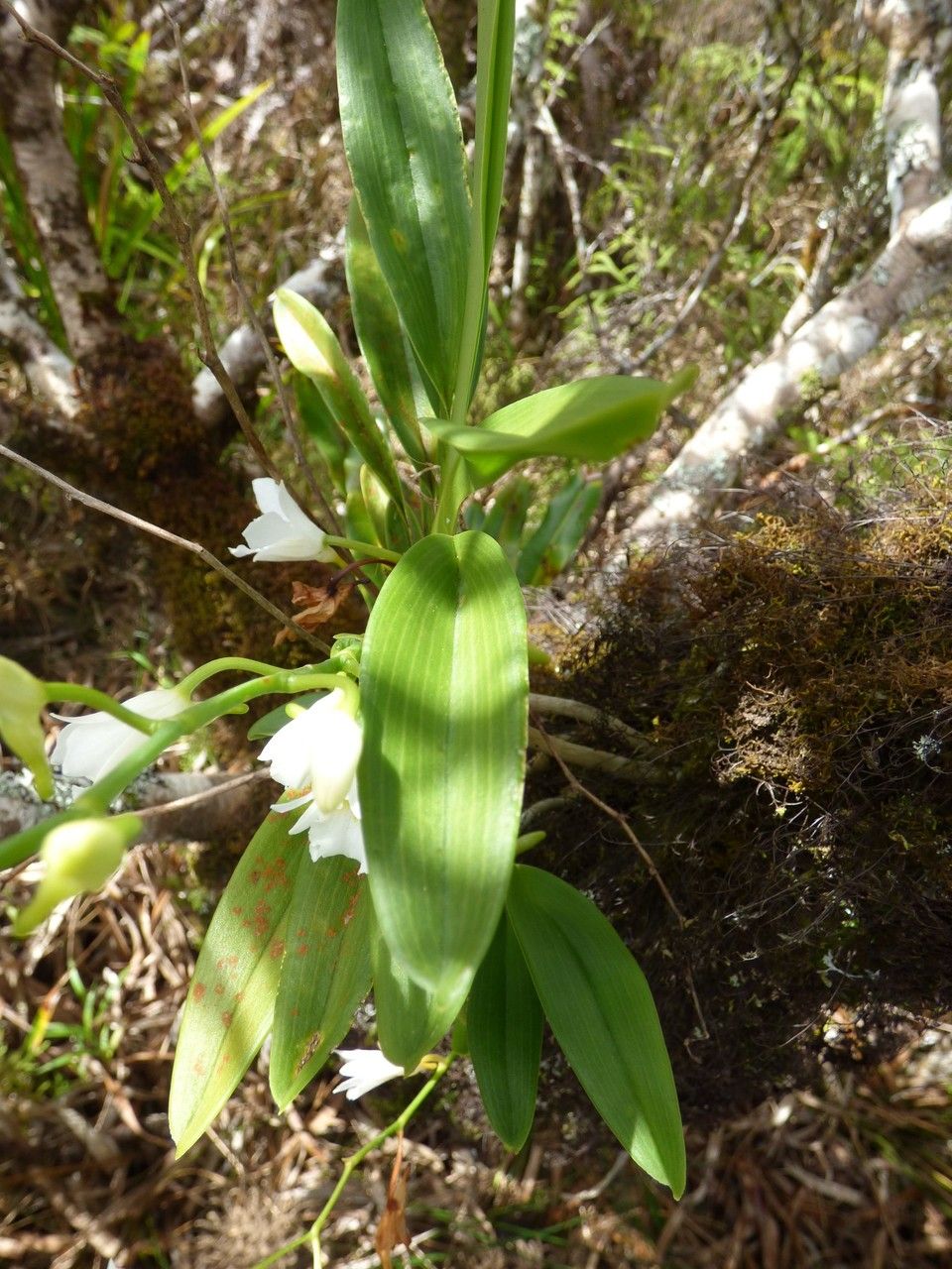 Beclardia macrostachya leaf