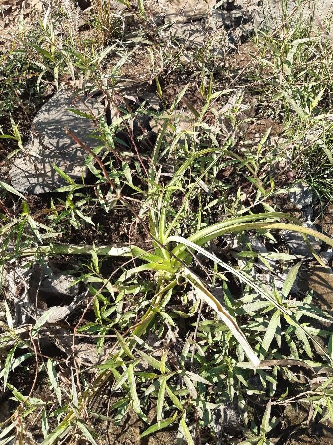 Crinum viviparum — search result for 'Crinum'