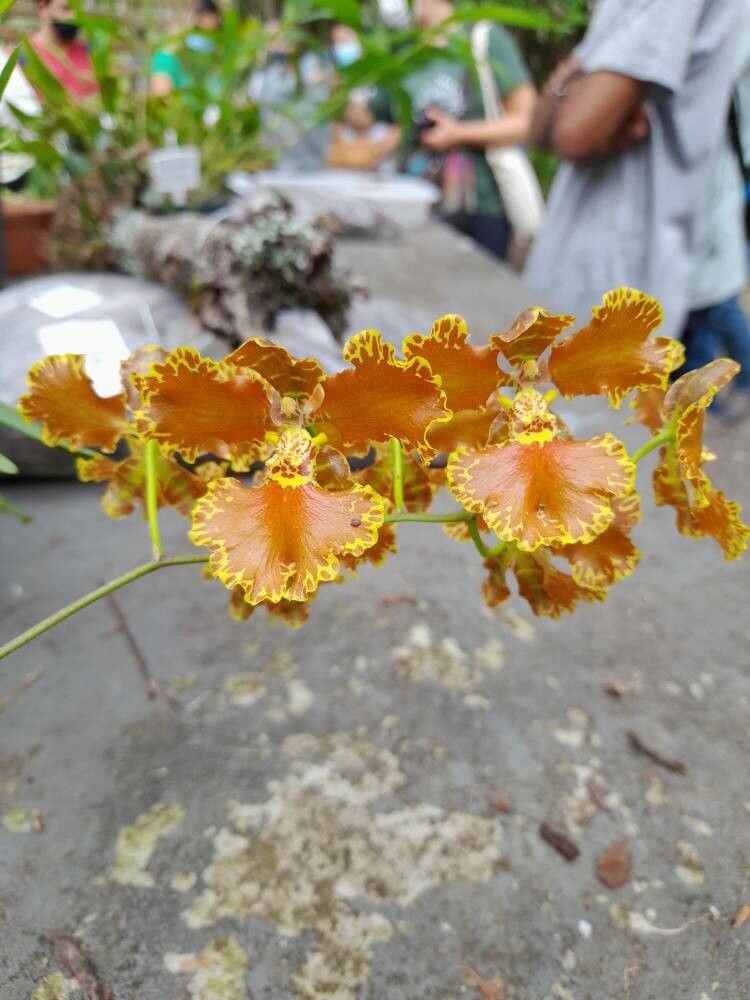 Oncidium crispum — search result for 'Oncidium'