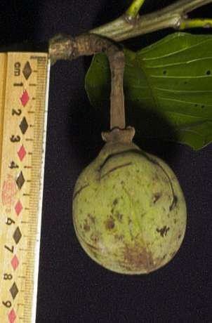 Sloanea laevigata fruit