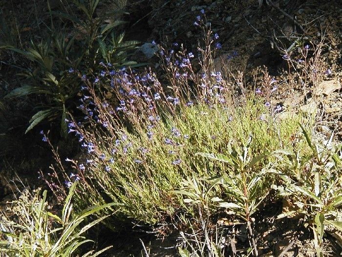 Penstemon filiformis habit