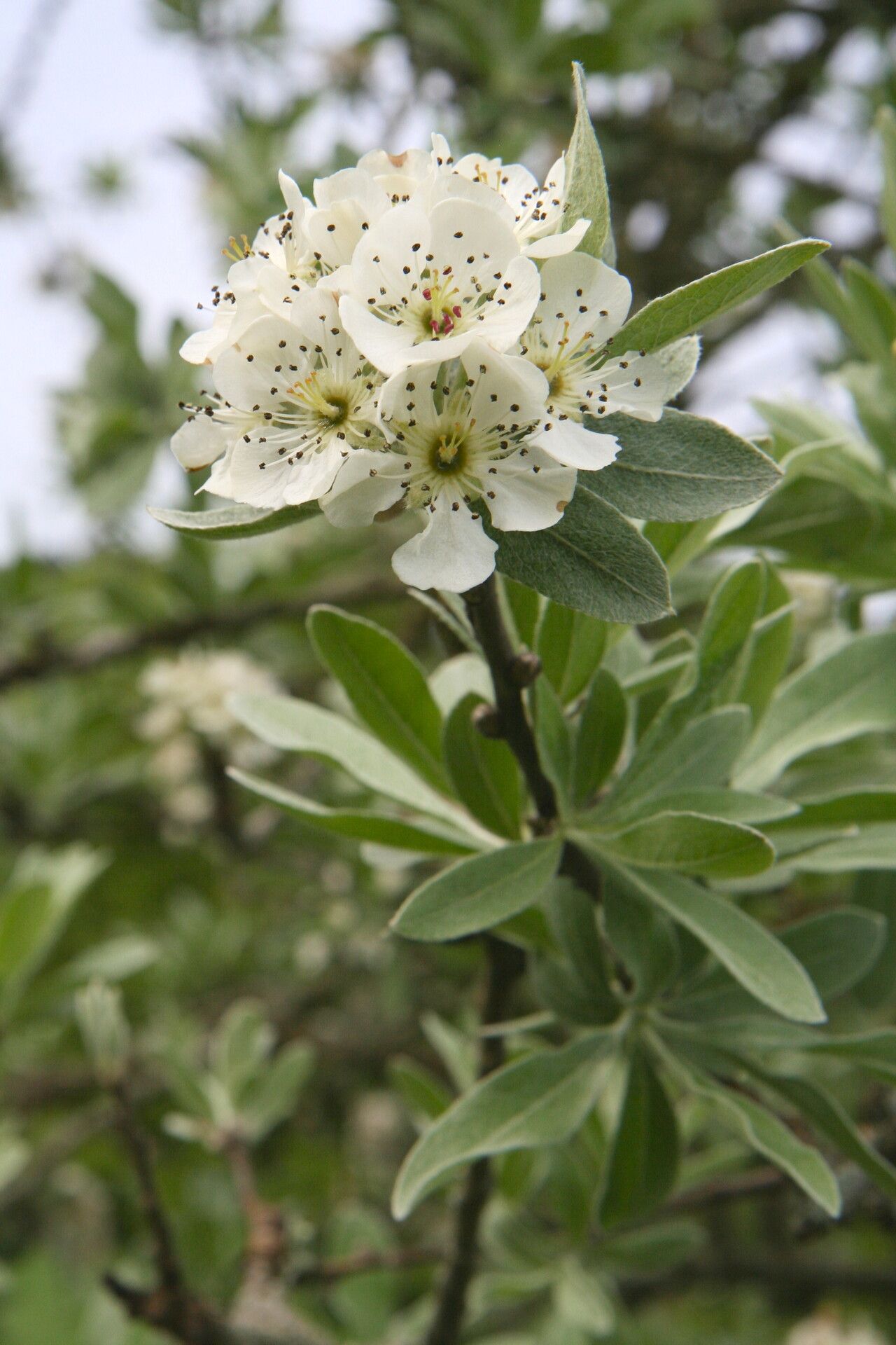 Pyrus elaeagrifolia flower