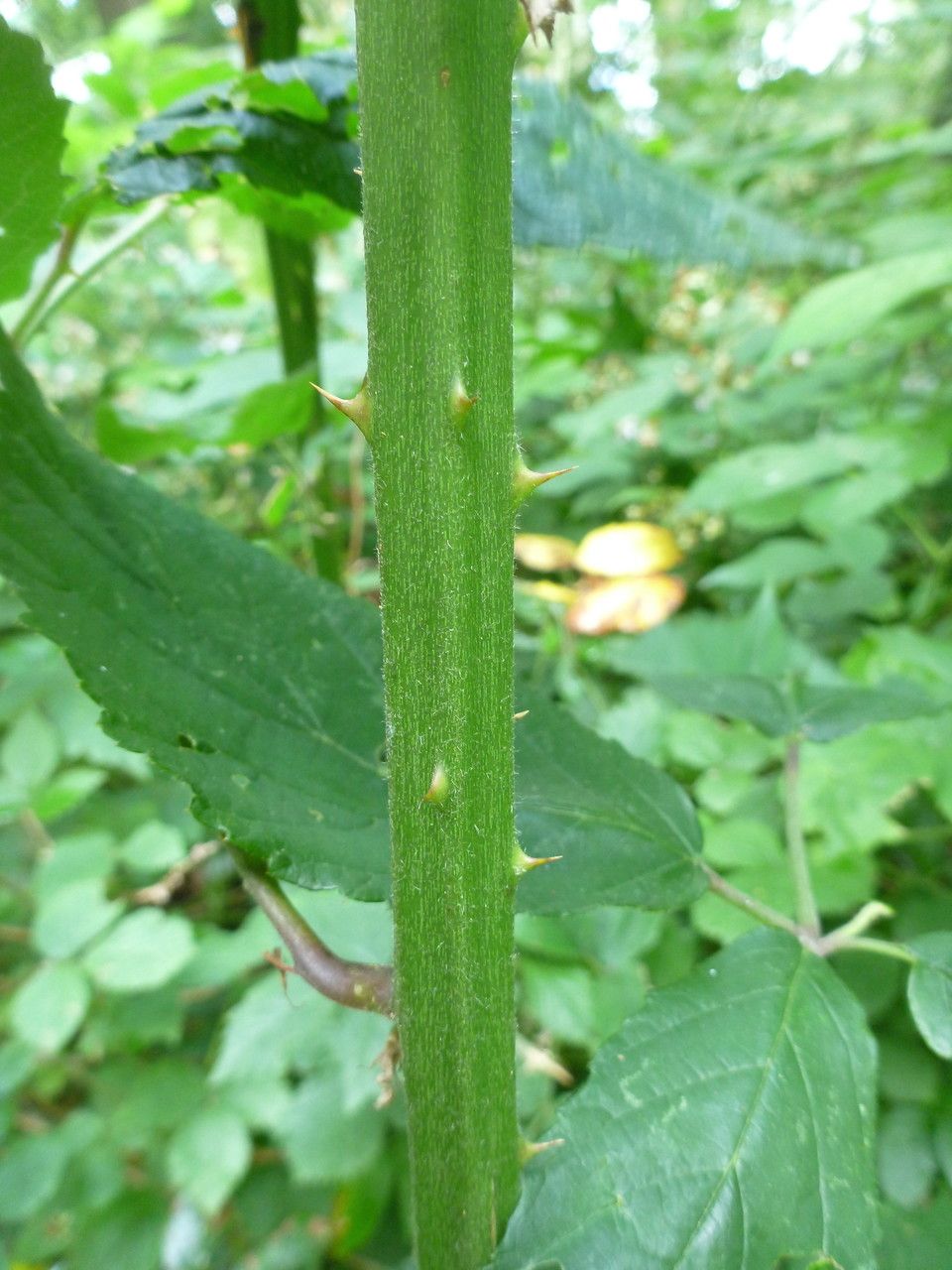 Rubus subinermoides bark