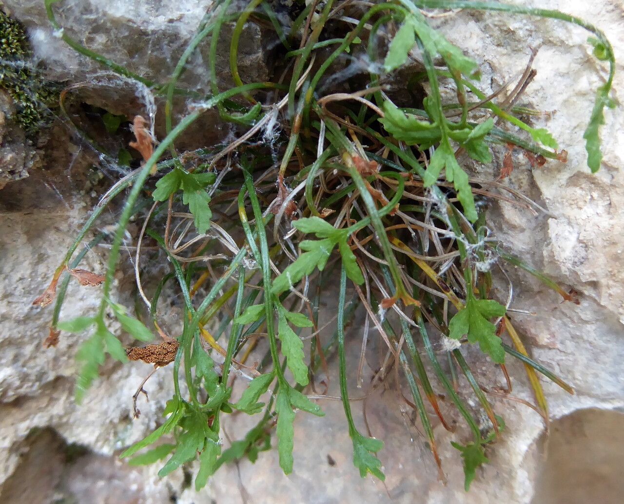 Asplenium seelosii habit