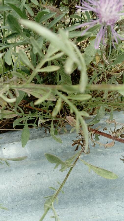 Centaurea aplolepa leaf