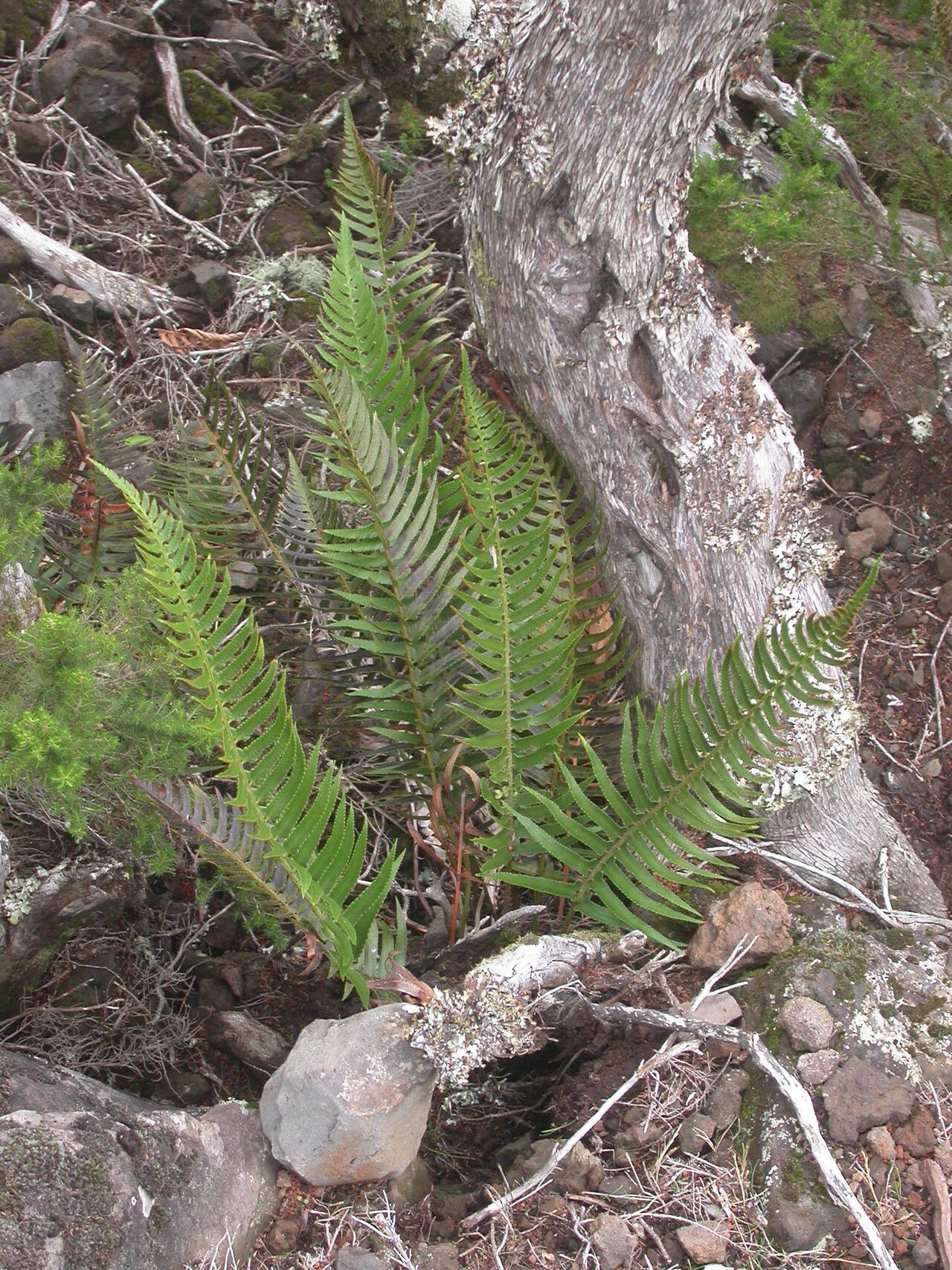 Polystichum falcinellum — search result for 'Polystichum'