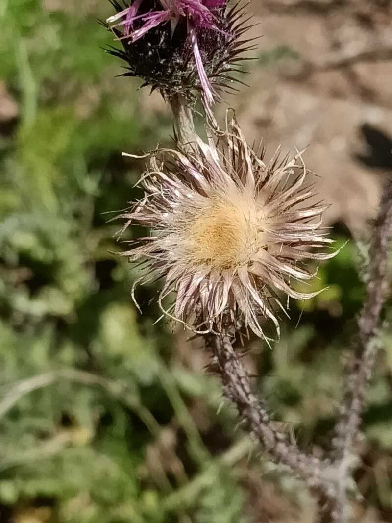 Carduus litigiosus fruit