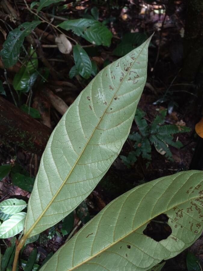 Annona ambotay leaf