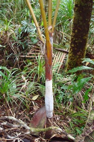 Chambeyronia piersoniorum — houseplant care guide