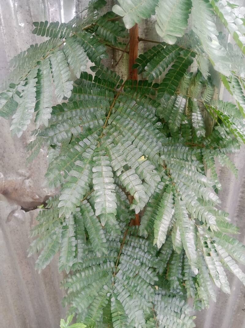 Albizia adianthifolia leaf